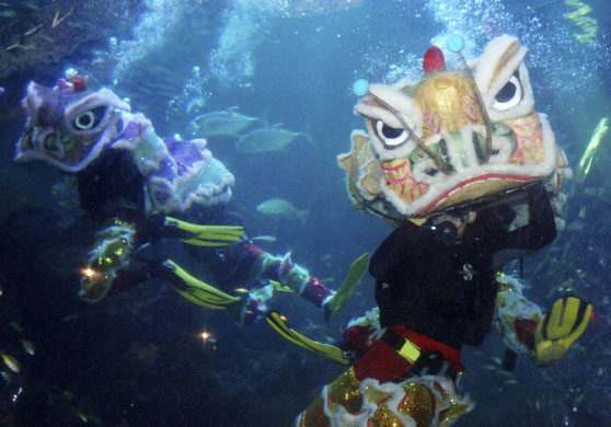 Gallery World Chinese New Year: lion dance in Ocean World