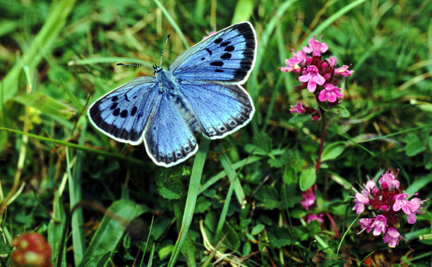 Gallery wildlife reintroduction : Large blue butterfly 