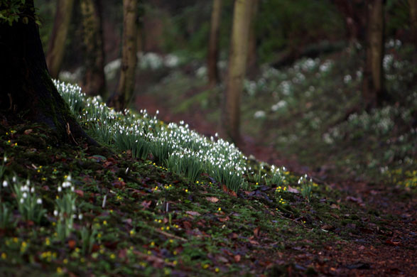 Gallery 27 January 2009: Lode, UK: Snowdrops at Anglesey Abbey