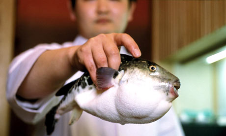 blowfish testicles poison seven in japanese restaurant world blow fish 460x276