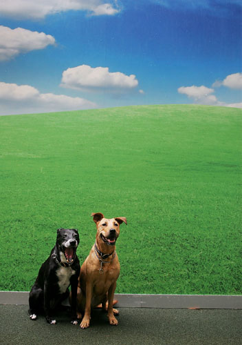 Gallery 24 hours in pictures: Dog Hotel Opens In Sydney