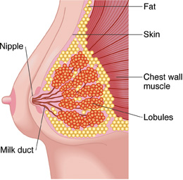 Clogged Breast Duct
