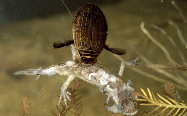 Gallery Rare pond species: WATER BEETLE
