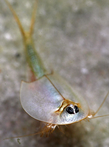 Gallery Rare pond species: A Tadpole shrimp