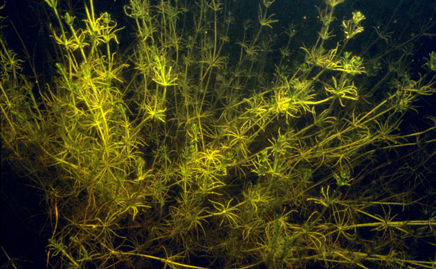 Gallery Rare pond species: Stonewort plants