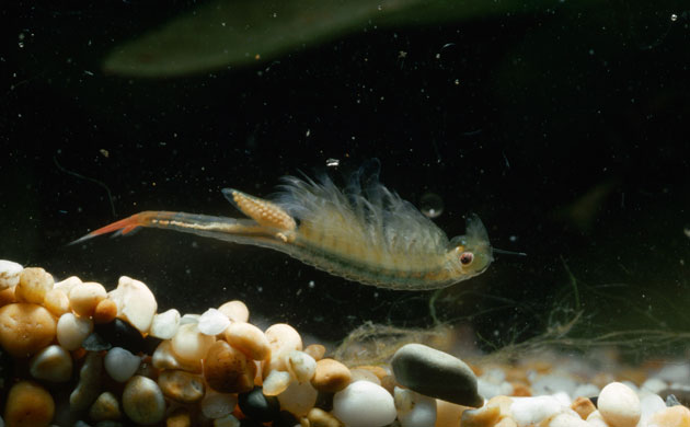 Gallery Rare pond species: Female Fairy Shrimp