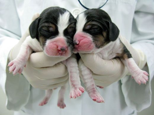 Gallery 29 January 2009: Seoul, South Korea: Two puppies cloned through fat stem cells