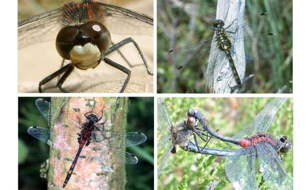 Gallery Rare pond species: White-faced darter dragonfly