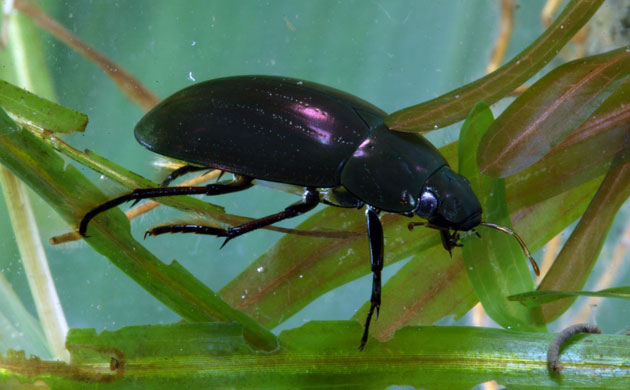 Gallery Rare pond species: Lesser Silver water beetle