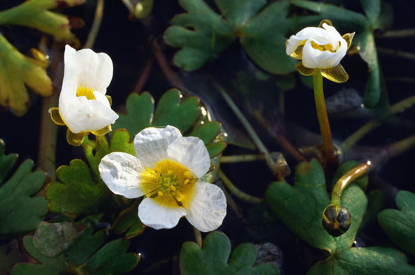 Gallery Rare pond species: Common Water Crowfoot