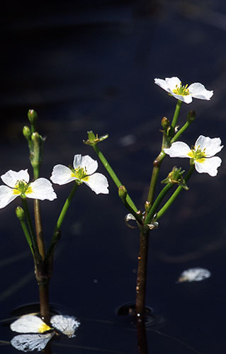 Gallery Rare pond species: Starfruit, Damasonium alisma