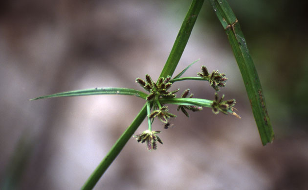 Gallery Rare pond species: Brown galingale, Cyperus fuscus