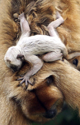 Gallery the week in wildlife: A baby black howler monkey 