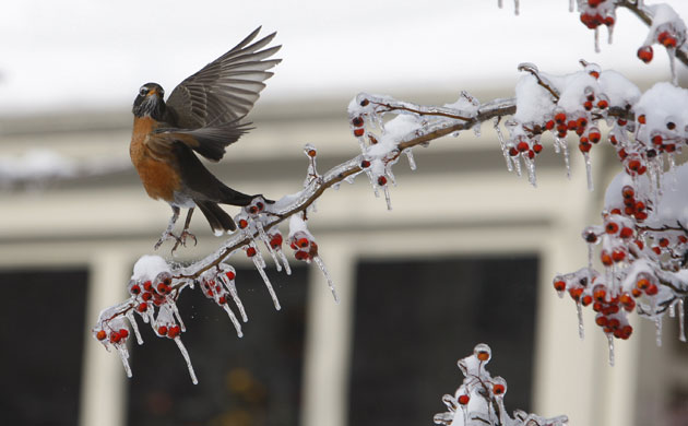 Gallery the week in wildlife: A red Robin lands on a tree branch 
