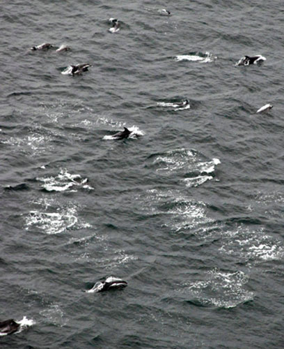 Gallery the week in wildlife: Dolphins swim along Copacabana Beach