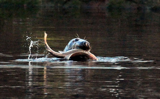 Gallery the week in wildlife: Seal grabs fish in the River Tyne