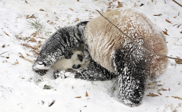 Gallery the week in wildlife: female giant panda rolls down the snow