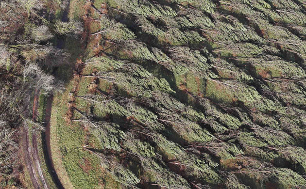 Gallery the week in wildlife: An aerial view of the impact of the storm in Landes forest, France