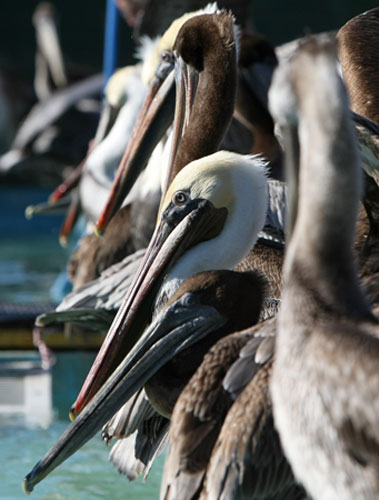 Gallery the week in wildlife: Hundreds Of Brown Pelicans Fall Ill Along U.S. West Coast