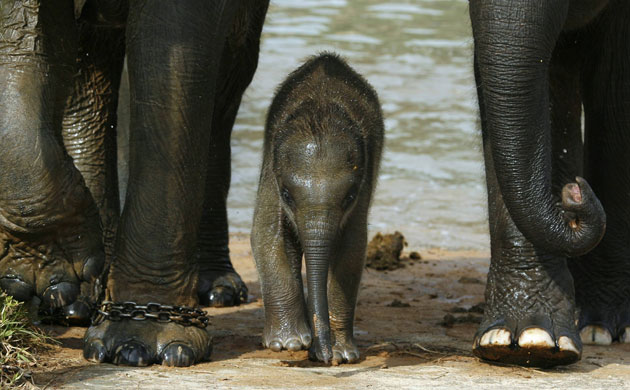 Gallery the week in wildlife: Ramzar, a three-month-old Sumatran elephant