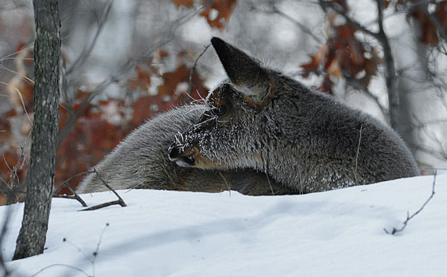Gallery the week in wildlife: A deer is covered with frost 