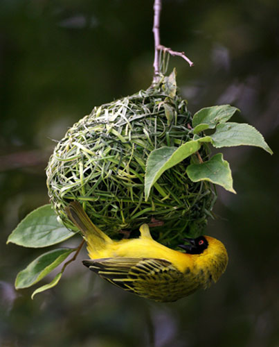 Gallery the week in wildlife: A masked weaver bird builds a nest in Johannesburg