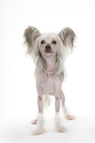 Gallery Take Ten: Show Dogs: Hairless Chinese Crested