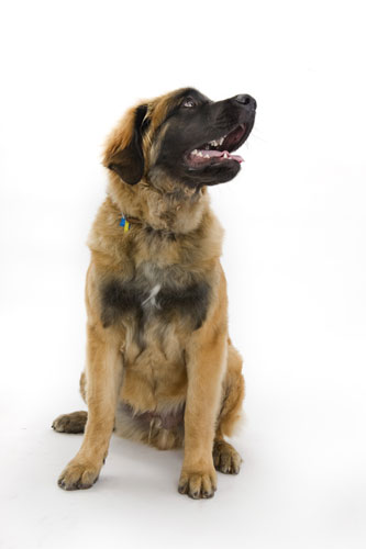 Gallery Take Ten: Show Dogs: Leonburger