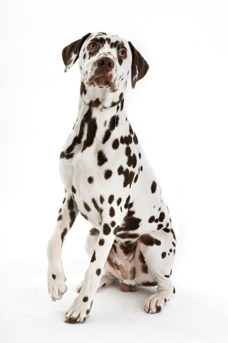 Gallery Take Ten: Show Dogs: Liver Spotted Dalmation
