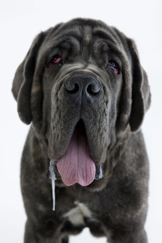 Gallery Take Ten: Show Dogs: Neopolitan