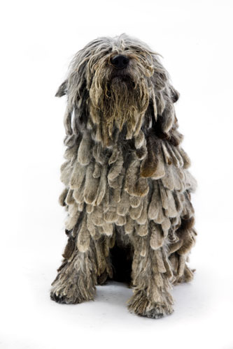 Gallery Take Ten: Show Dogs: Bergamasco