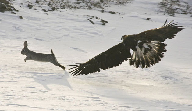 Gallery week in wildlife: A tame golden eagle chases a hare