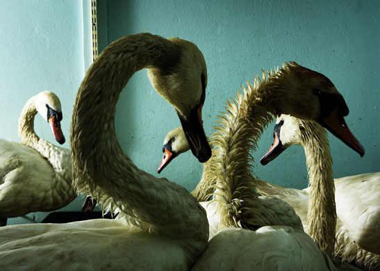 Rescue Centre: Mute Swans at the SPCA Wildlife Rescue Centre in Fife, Scotland