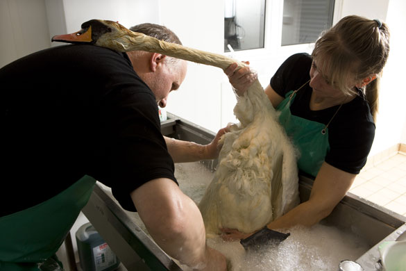 SPCA Rescue Centre: Mute Swans at the SPCA Wildlife Rescue Centre in Fife, Scotland