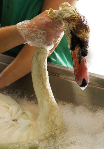SPCA Rescue Centre: Mute Swans at the SPCA Wildlife Rescue Centre in Fife, Scotland
