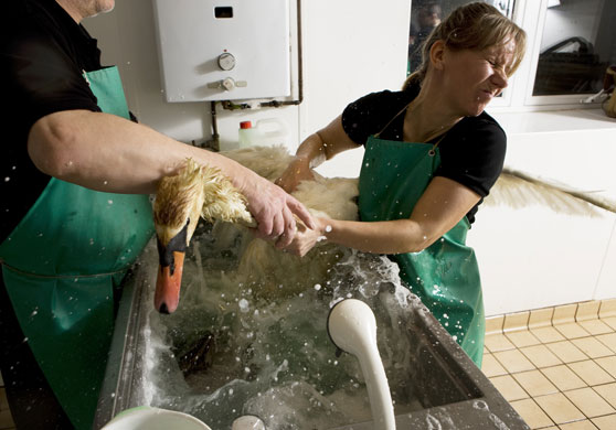 SPCA Rescue Centre: Mute Swans at the SPCA Wildlife Rescue Centre in Fife, Scotland