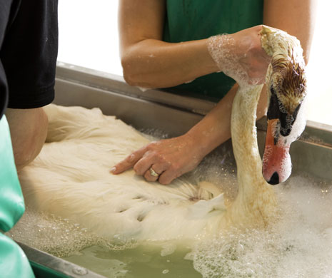 SPCA Rescue Centre: Mute Swans at the SPCA Wildlife Rescue Centre in Fife, Scotland