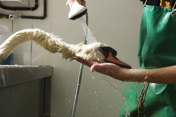 SPCA Rescue Centre: Mute Swans at the SPCA Wildlife Rescue Centre in Fife, Scotland