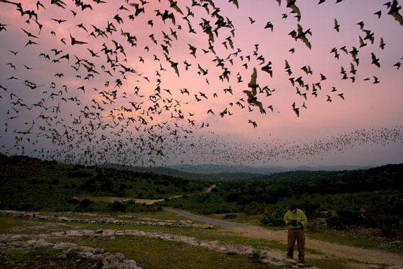 Gallery Eyewitness: Mexican free-tailed bats