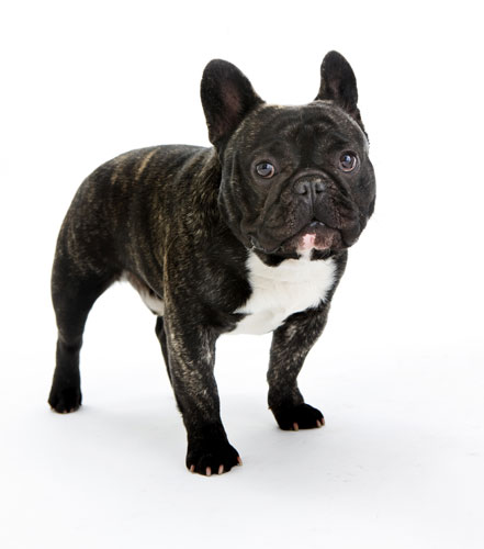 Gallery Top ten: show dogs: French Bulldog