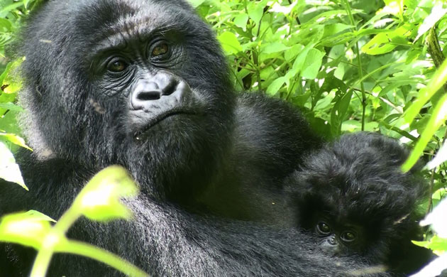 Gallery Week in wildlife: female gorilla Bilali is seen with her baby Kakule