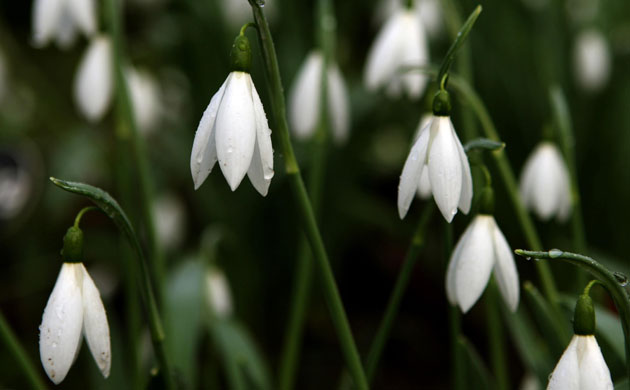 Gallery Week in wildlife: Snow drops blooming late