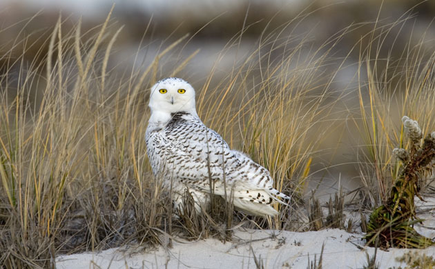 Gallery Week in wildlife: a young male snowy owl