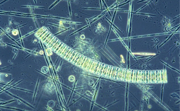 Gallery Week in wildlife: Iron fertilisation experiment