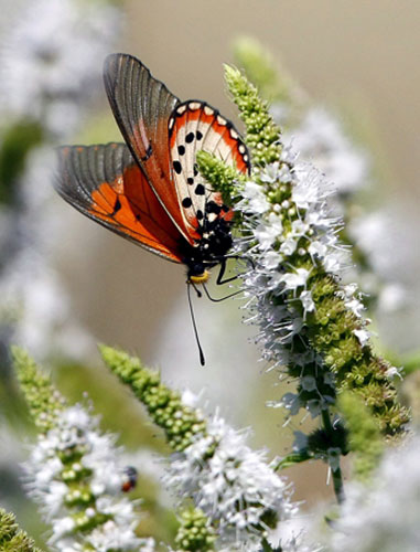 Gallery Week in wildlife: Acraea butterfly sucks nectar from a mint flower