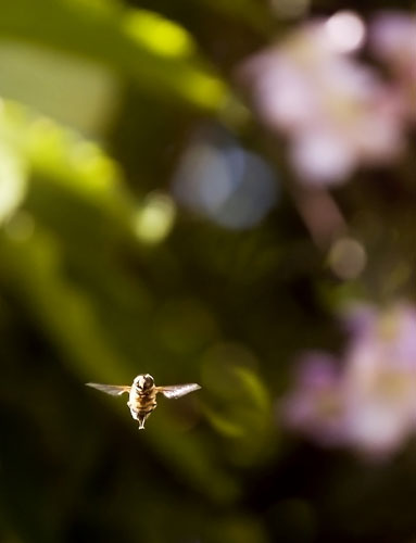 Gallery In Pictures: Gravity: a hoverfly in flight