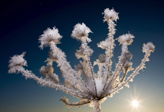 Gallery 24 hours in pictures: A flower umbel covered with ice crystals