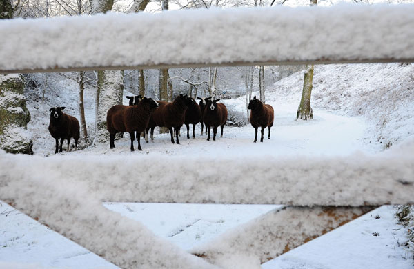 Gallery snow in the uk: Cold weather in UK 