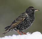 Starling in snow