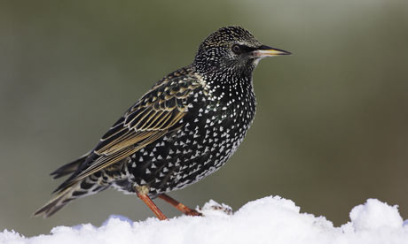 British Birds on British Birds Are Suffering During The Cold Weather